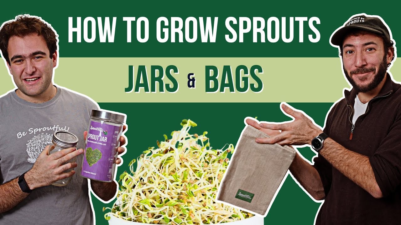 How to Grow Your Own Sprouts at Home (for Beginners)