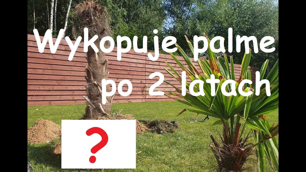 Trachycarpus fortunei #7 -  Wykopuje PALME z gruntu po 2 latach!!
