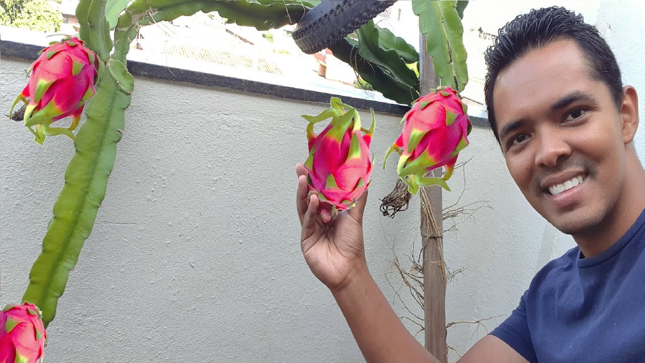 Primeira Colheita Pitaya Lotada de Frutos em vaso de 20 litros