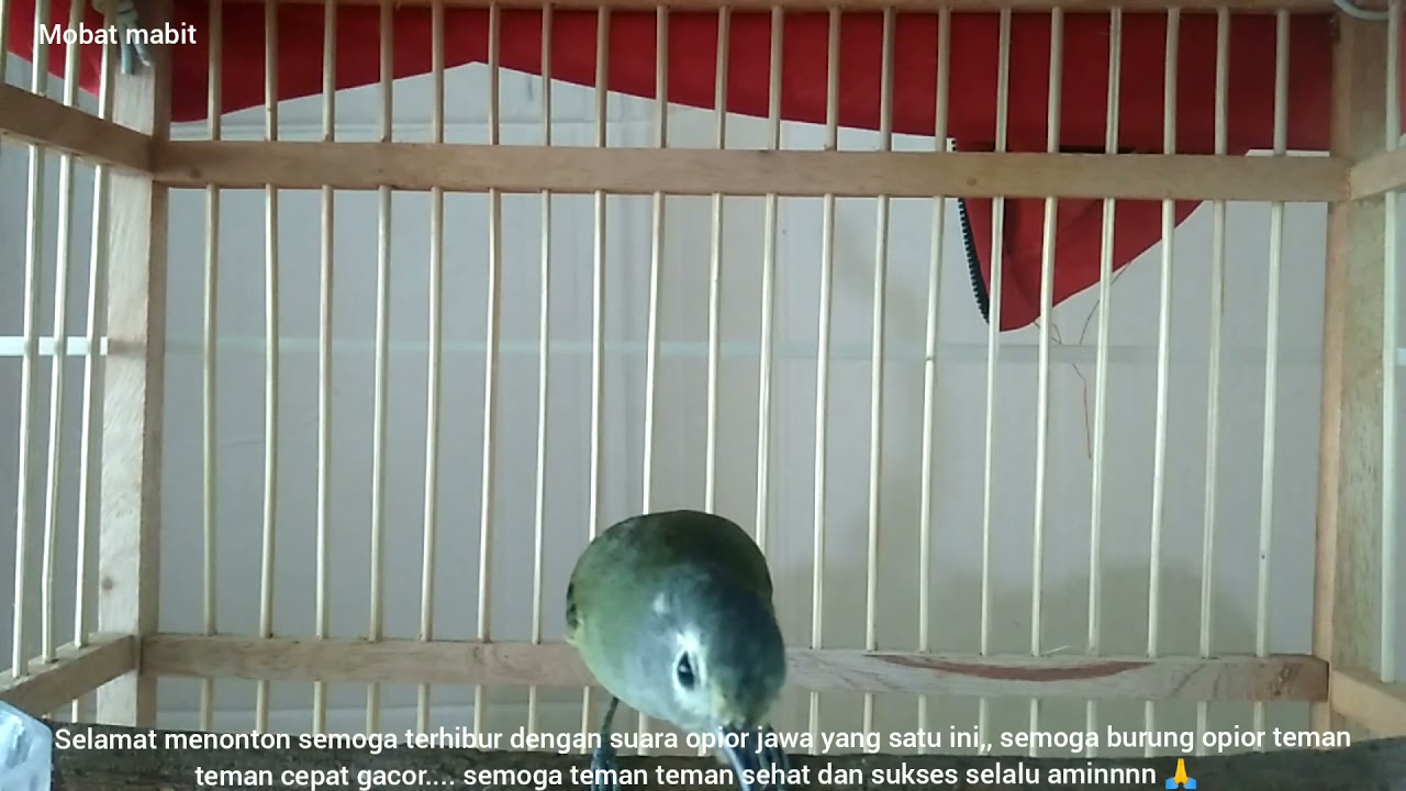Opior jawa atau cak gentong suaranya  berdeda beda isian apa aja masuk mantap