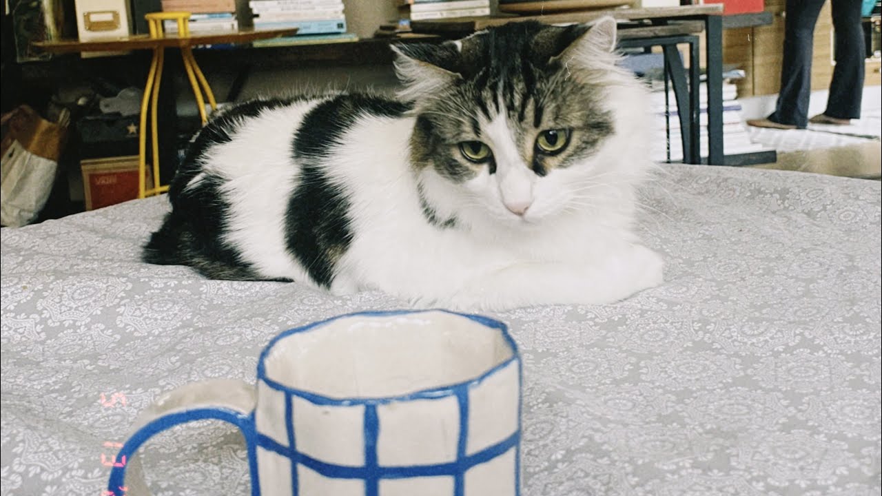 고양이 천국 🐈 터키여행 💕 이스탄불 & 이즈미르에서 로컬처럼 놀기