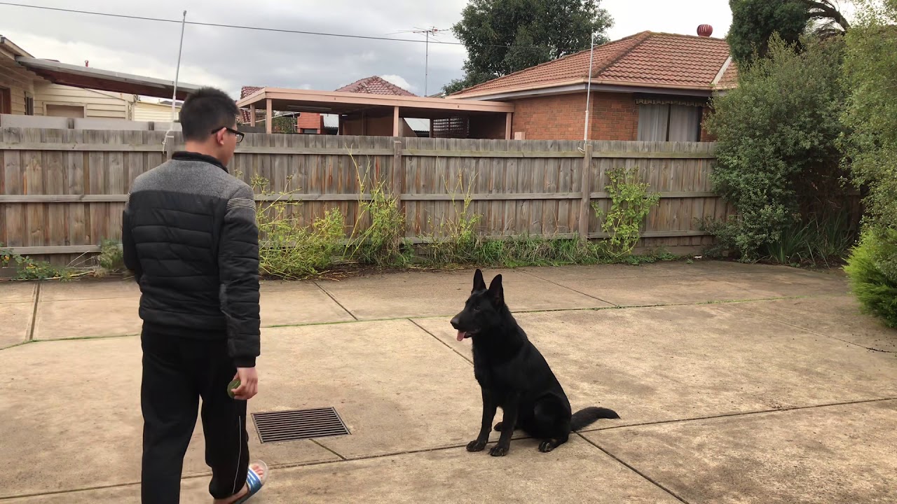 Saturday training with a black German shepherd