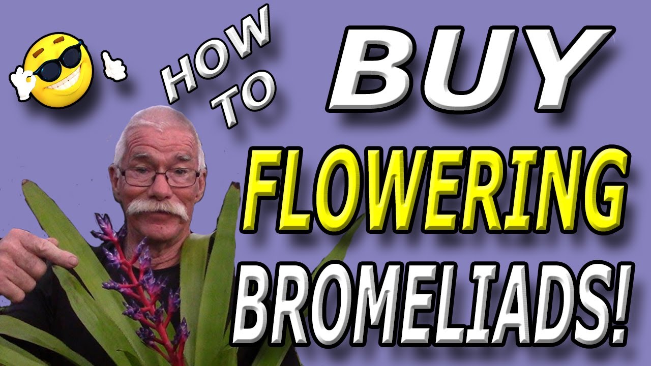 How to Buy Flowering Bromeliads!