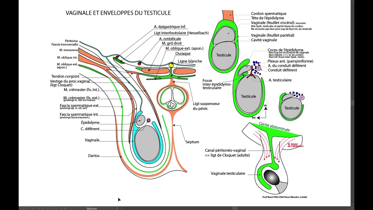 8 enveloppes du testicule