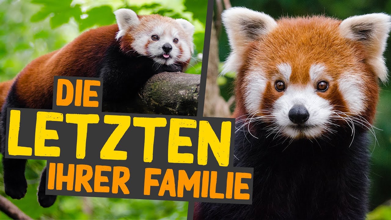 5 Fakten über: Kleine Pandas