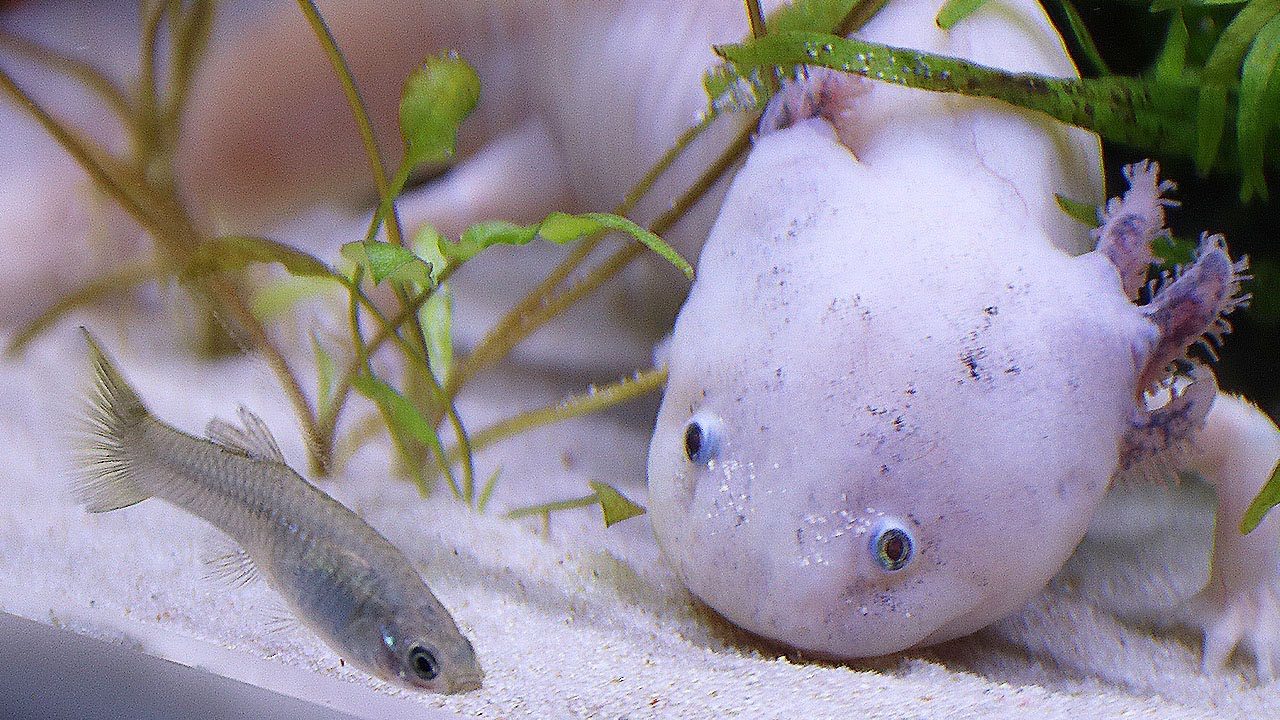 AXOLOTL ET BÉBÉS GUPPY - EUBLEPHARIS
