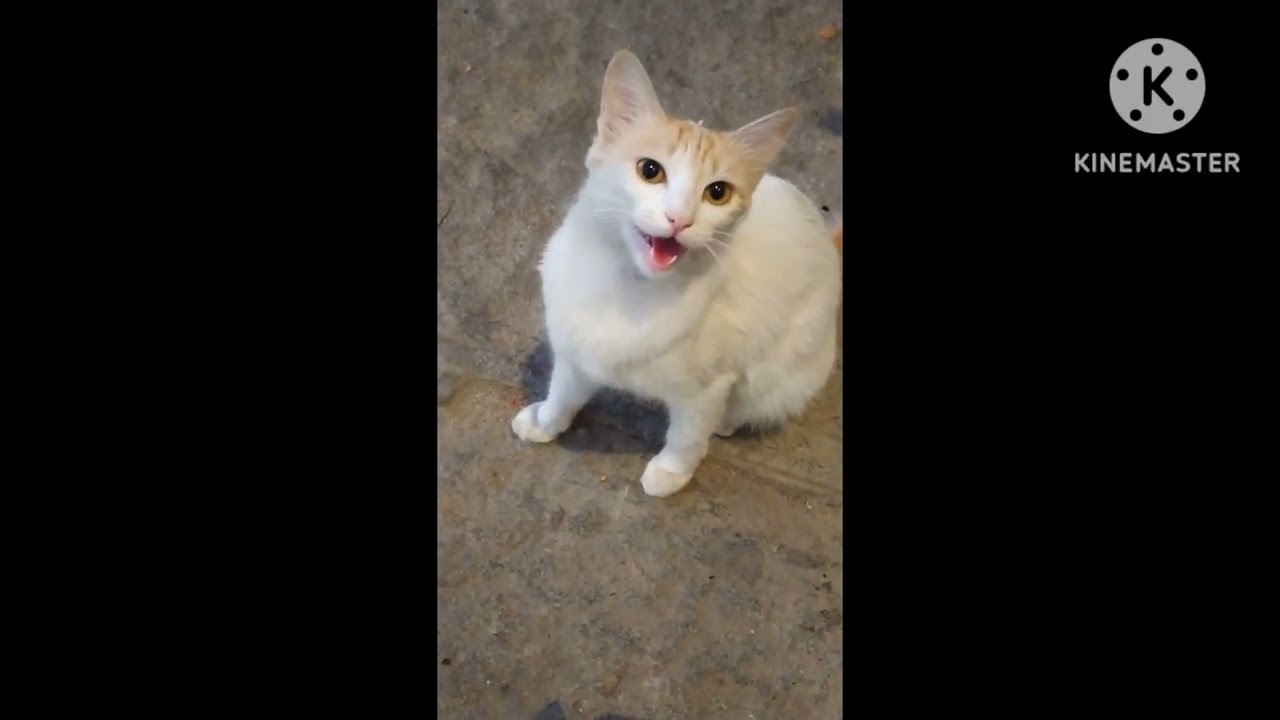 Hungry Cat 😺 Attack Chicken 
