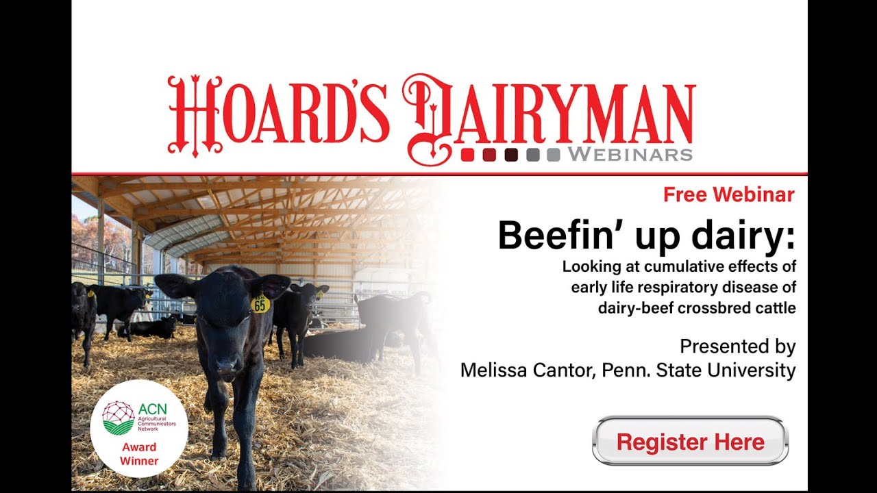 Beefin' up dairy: Looking at cumulative effects of early life respiratory disease in dairy cattle