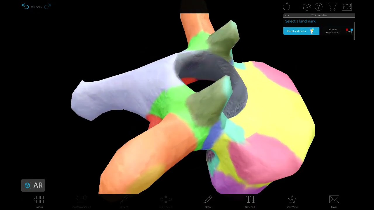 Bone of thoracic cage ملحق محاضرة ١