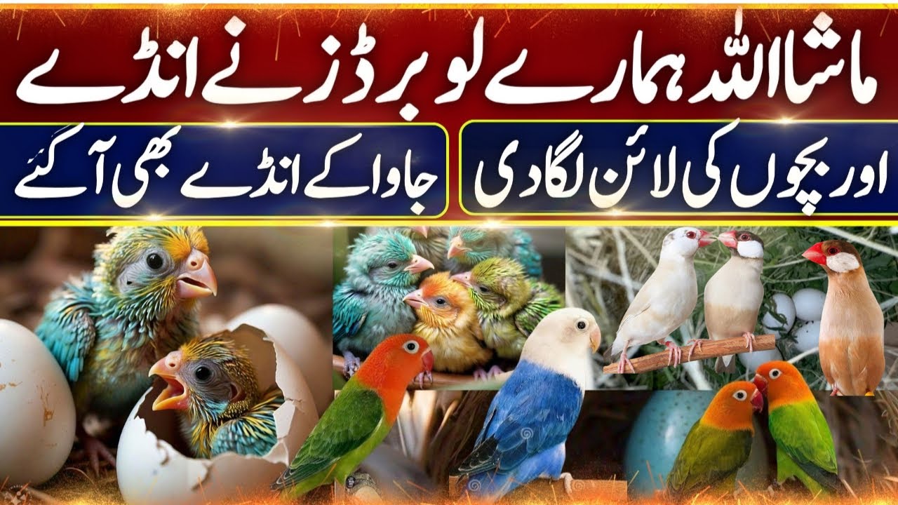 Lovebird Breeding Progress YTG Birds | Java Breeding Progress | Breeding Season 2024 to 2025