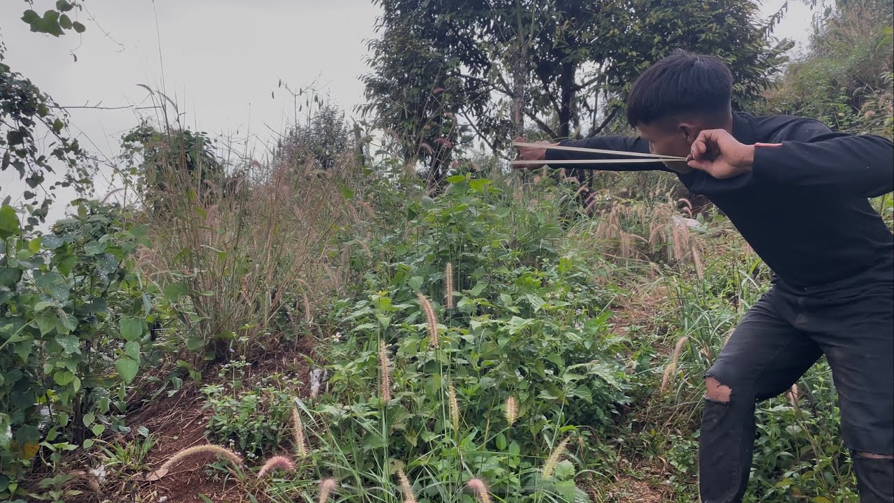 	🌲 Săn Chim Giữa Thiên Nhiên Hoang Dã