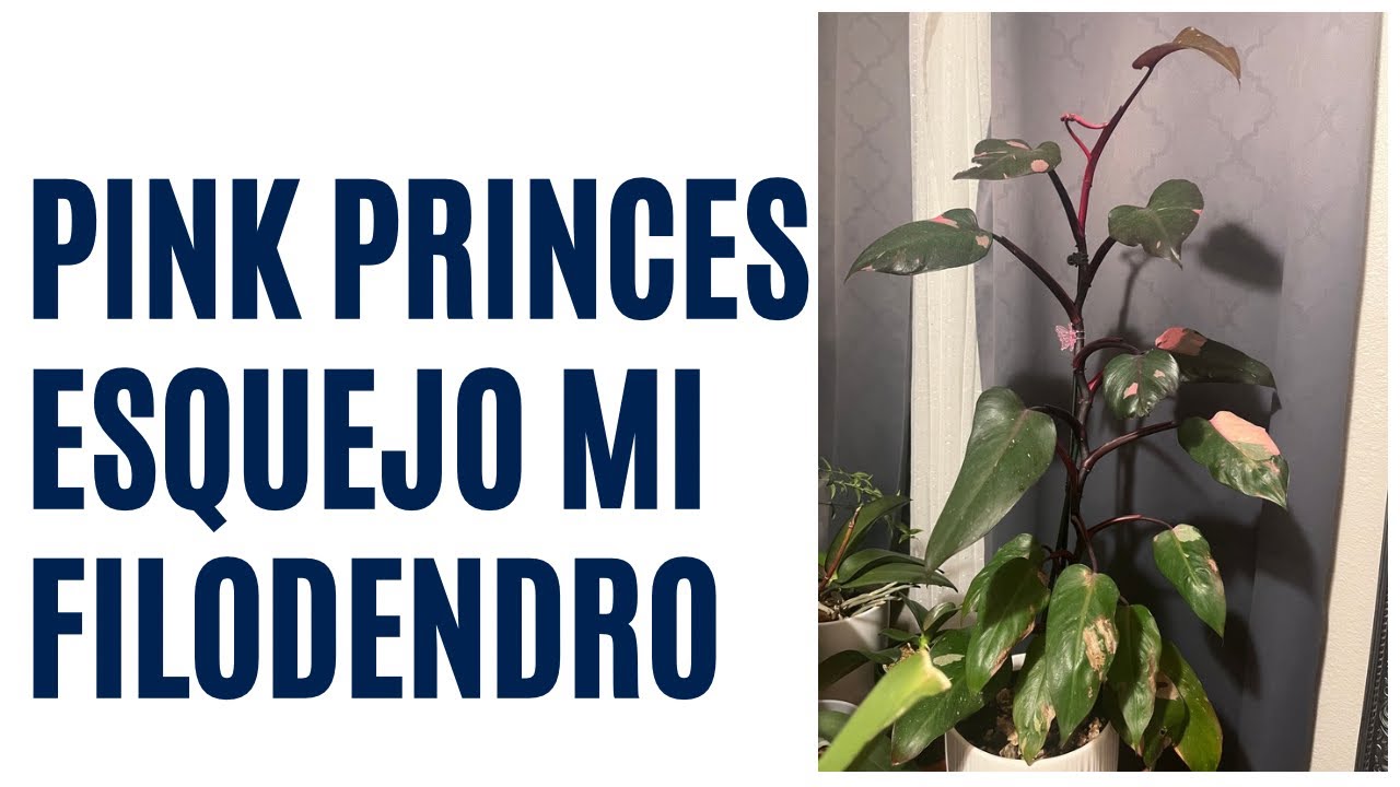 Esquejando filodendro pink princes 