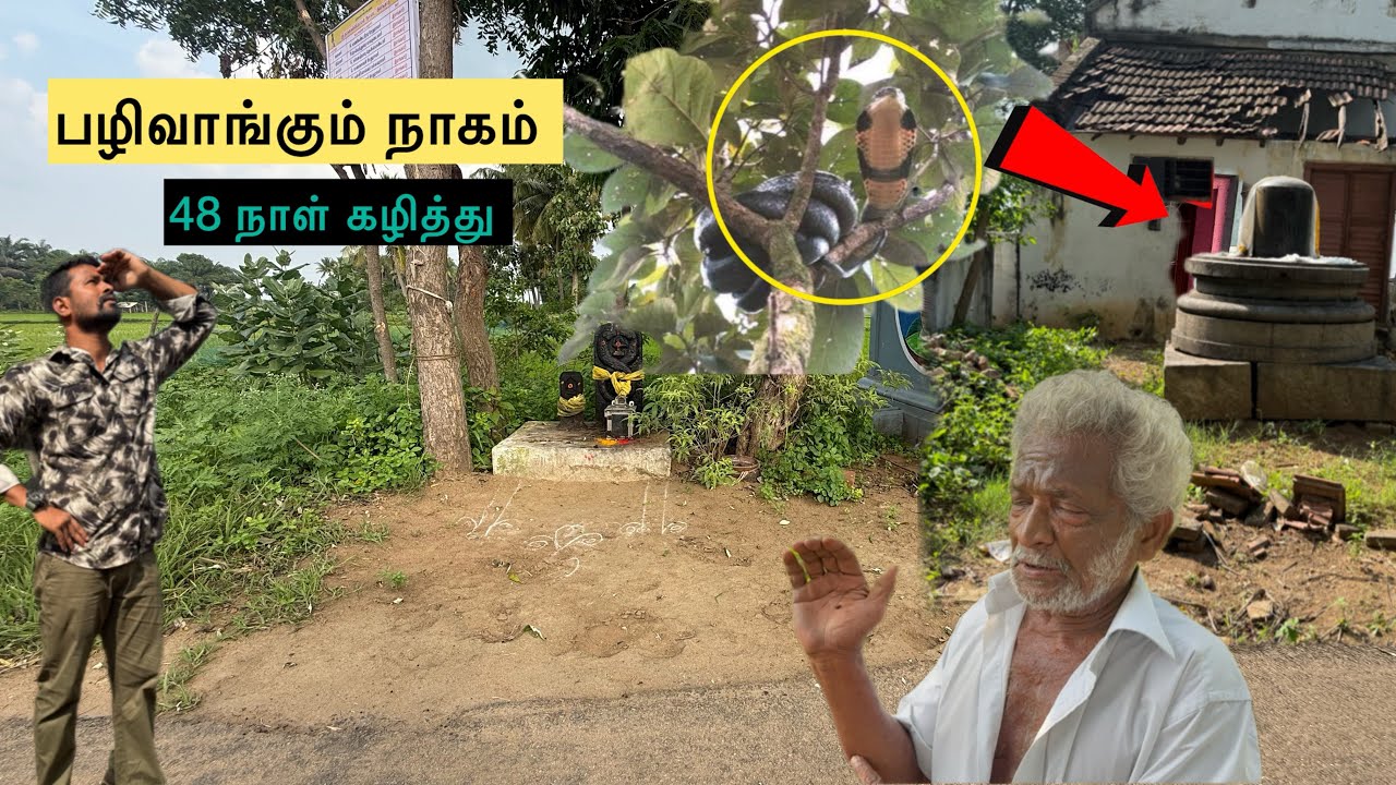 😱🙇‍♂️🐍🐍 தன் துணை நாகத்தை கொன்ற மனிதனை பழிவாங்கிய நாகம் ....