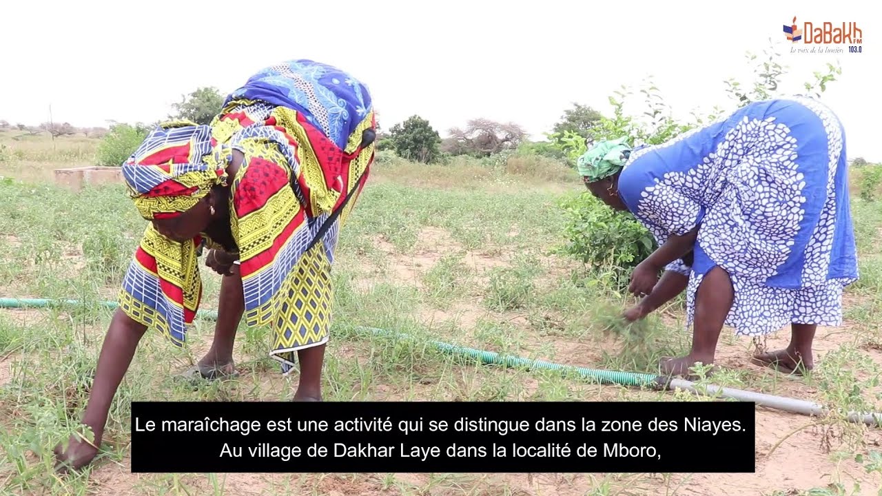 Reportage 2 : Les freins au développement du maraîchage à Mboro
