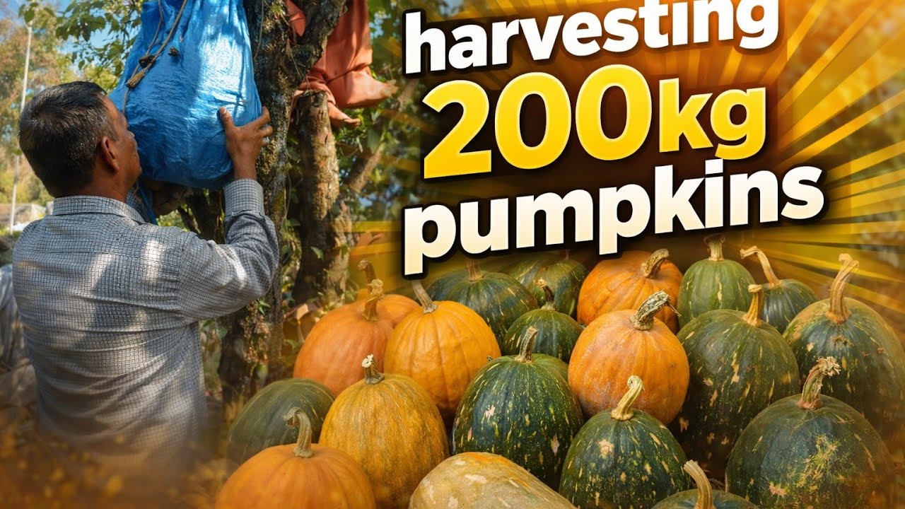 Harvesting 200 Kg Pumpkins | Village Pumpkin Harvest |  India Gaon Ki Sabzi Ki Badi Fasal |  