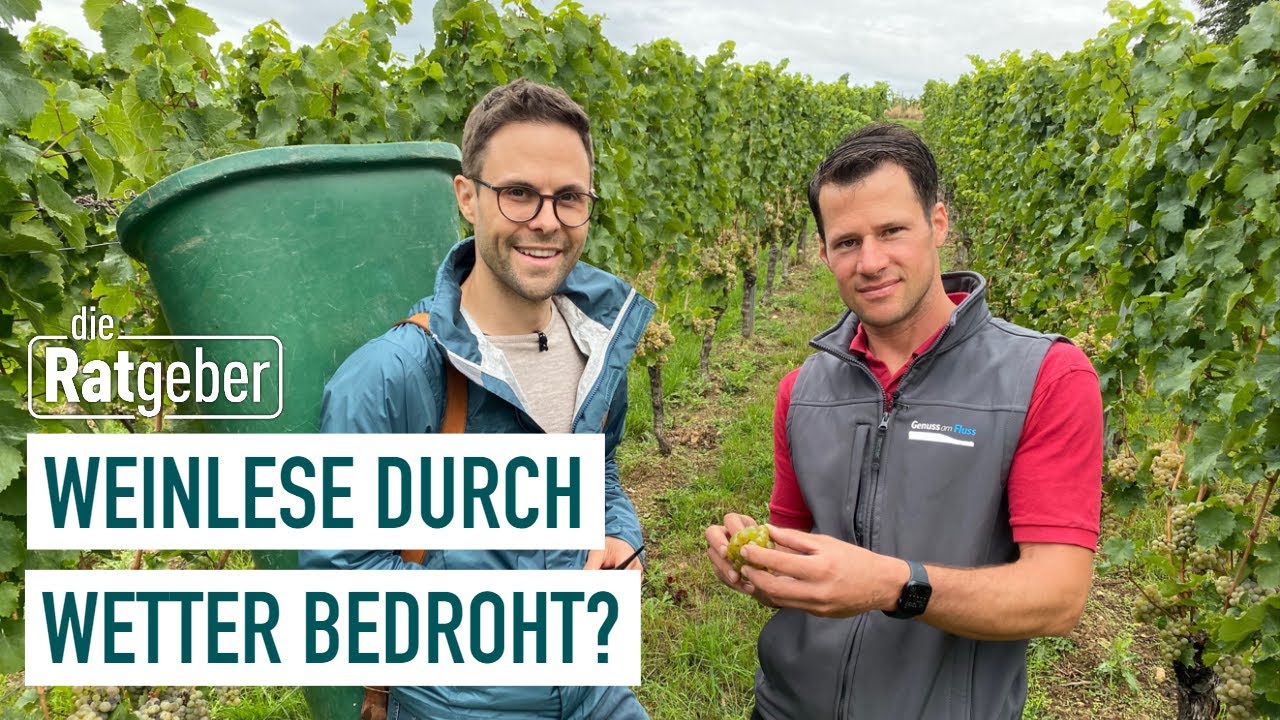 Weinlese im Rheingau | Die Ratgeber