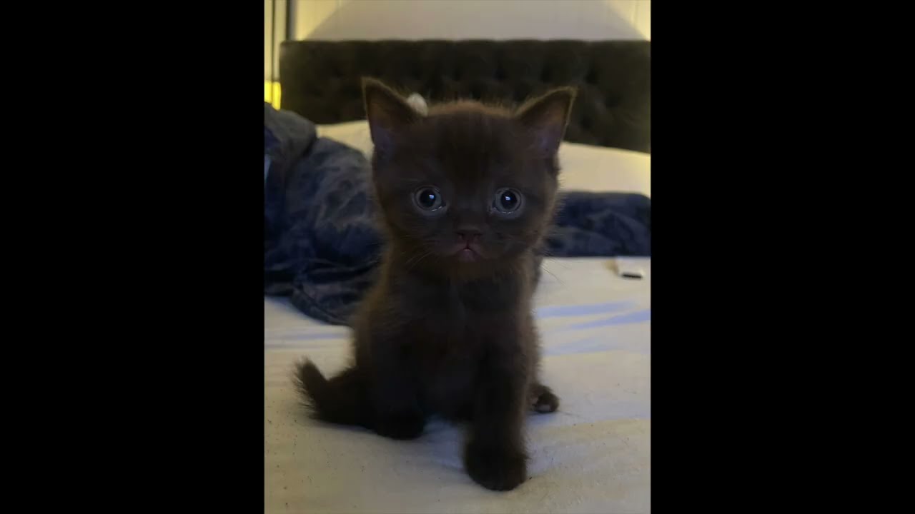 Kittens Playing in My Lap 🐾 (6 Weeks Old Cuteness Overload)
