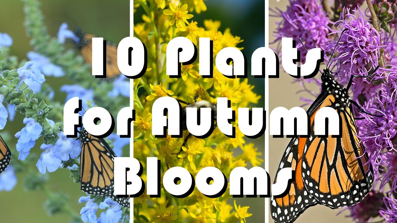 10 Fall Blooming Native Plants of the Midwest That Explode With Color