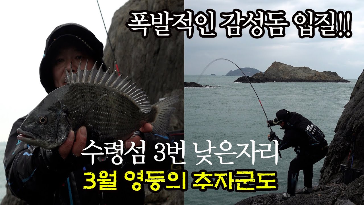 추자도 영등철 폭발적인 감성돔 입질 (수령섬 낮은자리)