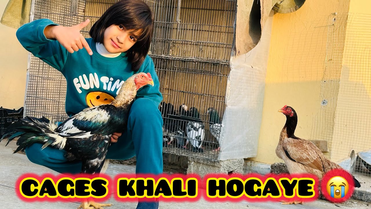 Mini Zoo Tragedy — Aseel murga shock!