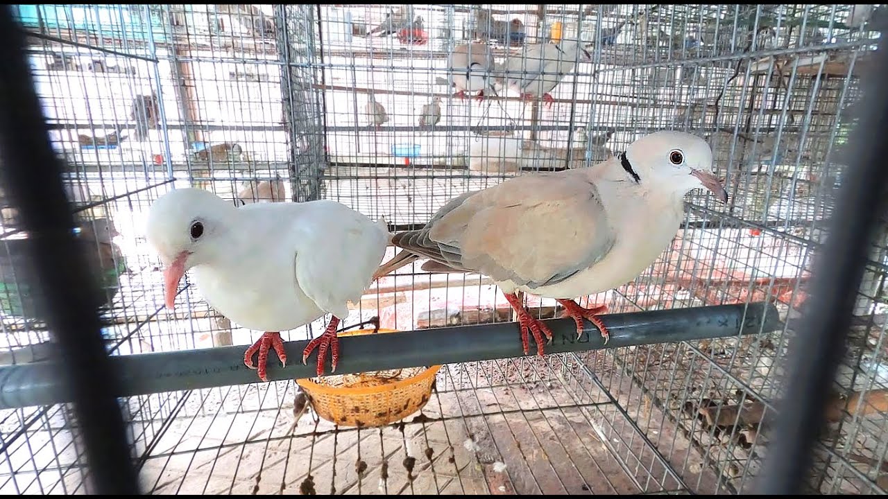 Độc Đáo Cách Nuôi Chim Cu Pháp, Cu Đất Đẻ Quanh Năm/ Linh QTV