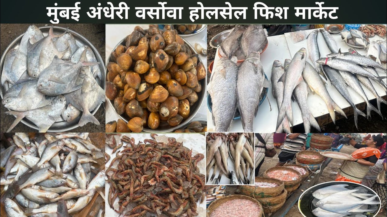 Mumbai Varsova Fish Market | Andheri Varsova Yari Road Macchi Market | Wholesale Fish Market