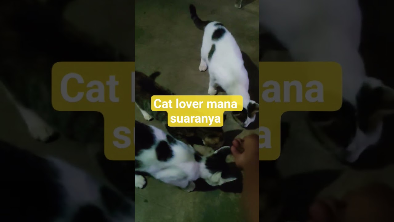 cat lover_tetep kurawat walaow pun cuma kucing kampung