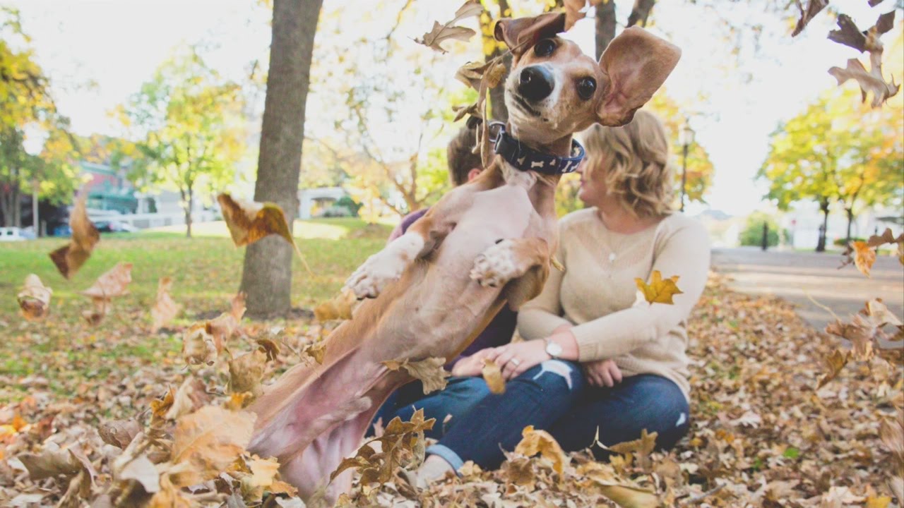 Dog Pulls Off Epic Engagement Photobomb