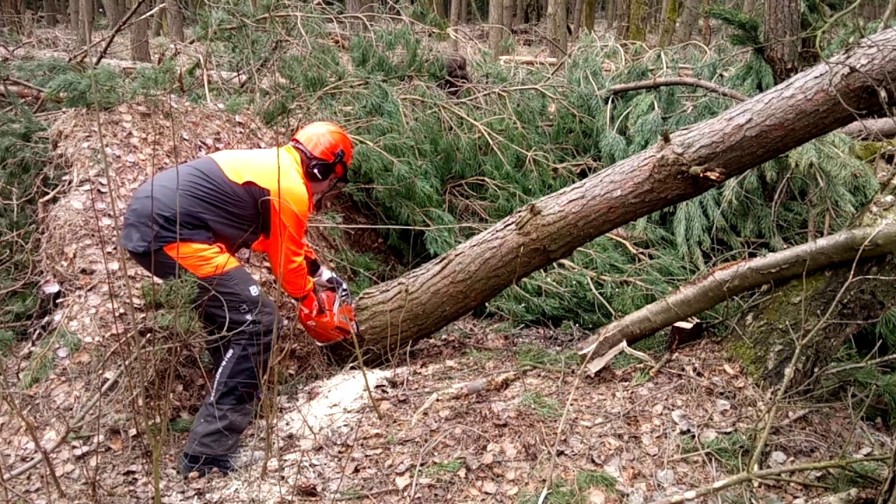 Chain saw Husqvarna 351 Triobrake Cutting Wood ,Cutting Tree After Orkana Eberhard