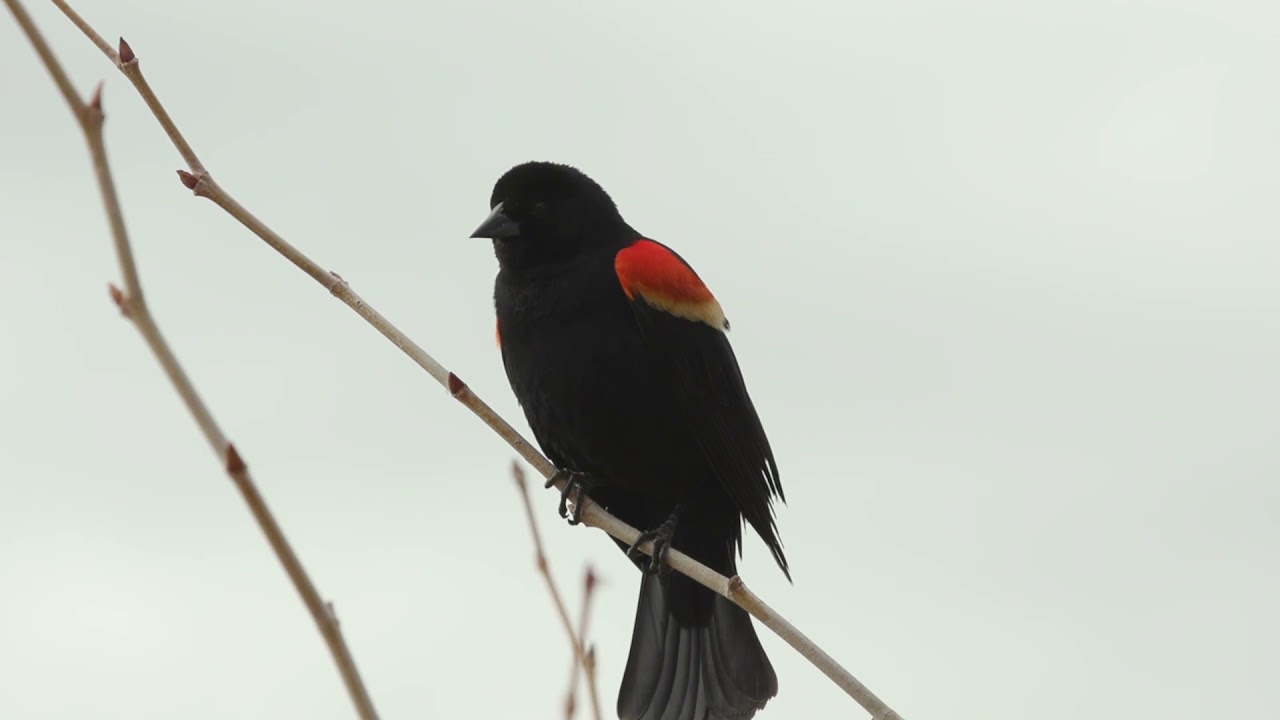 #MondayMeditation: Red-winged blackbird singing in the Ramble