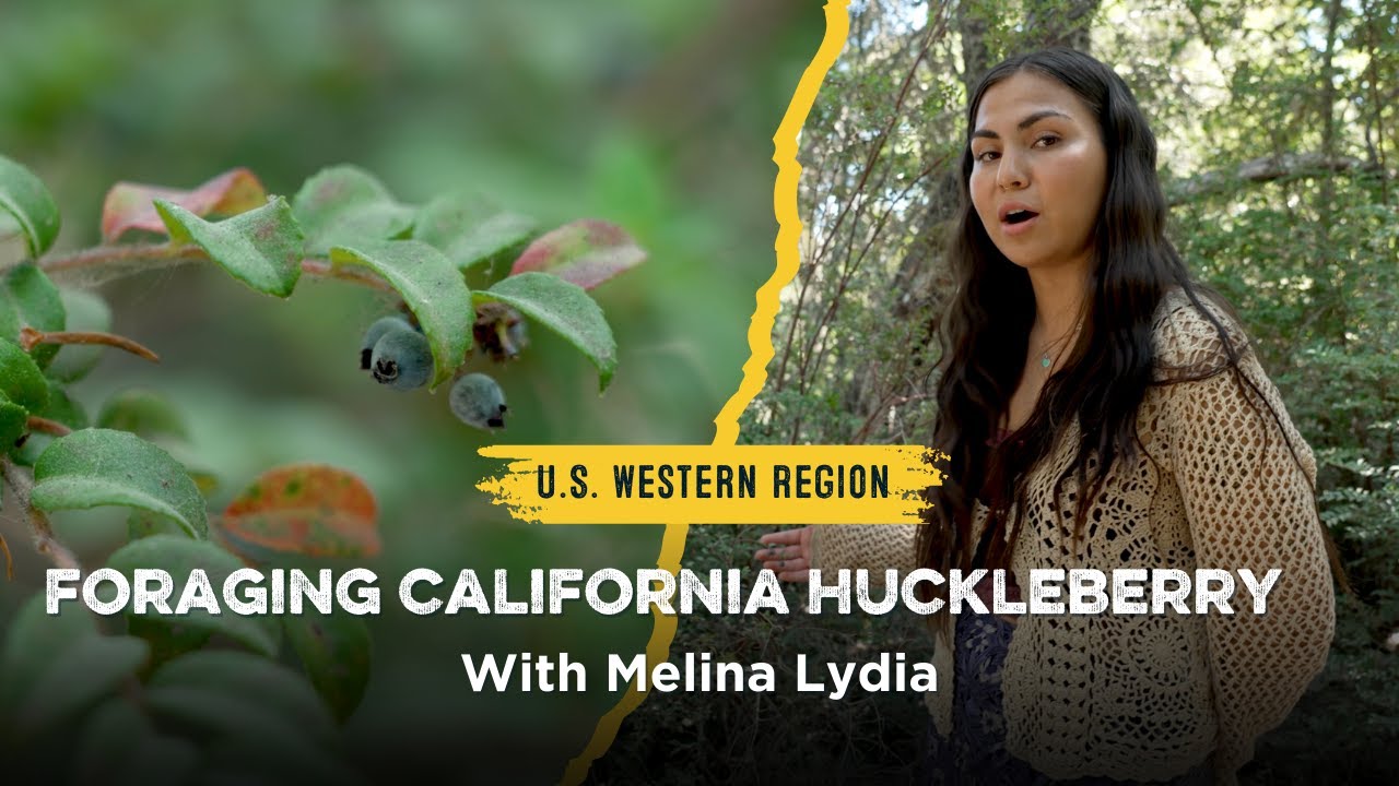 Beginner’s Guide to Foraging: California Huckleberry with Melina Lydia