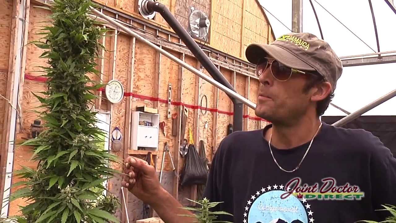 Growing with the Joint Doctor: SuperAutos