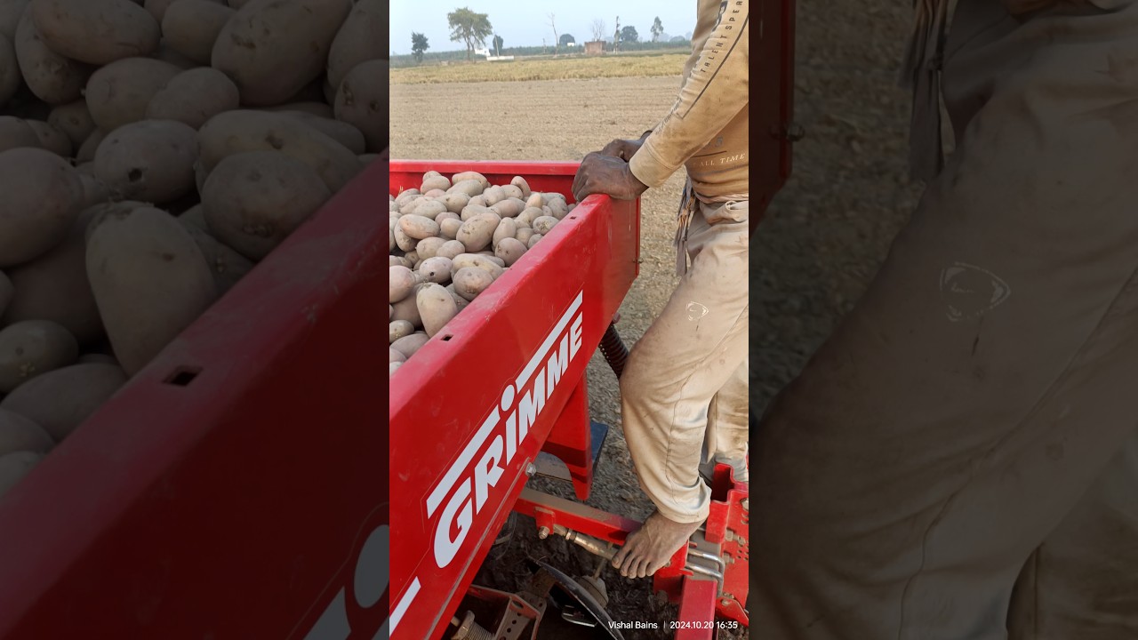 Potato planting 2024 #kubota #viralvideo #farmer #shorts