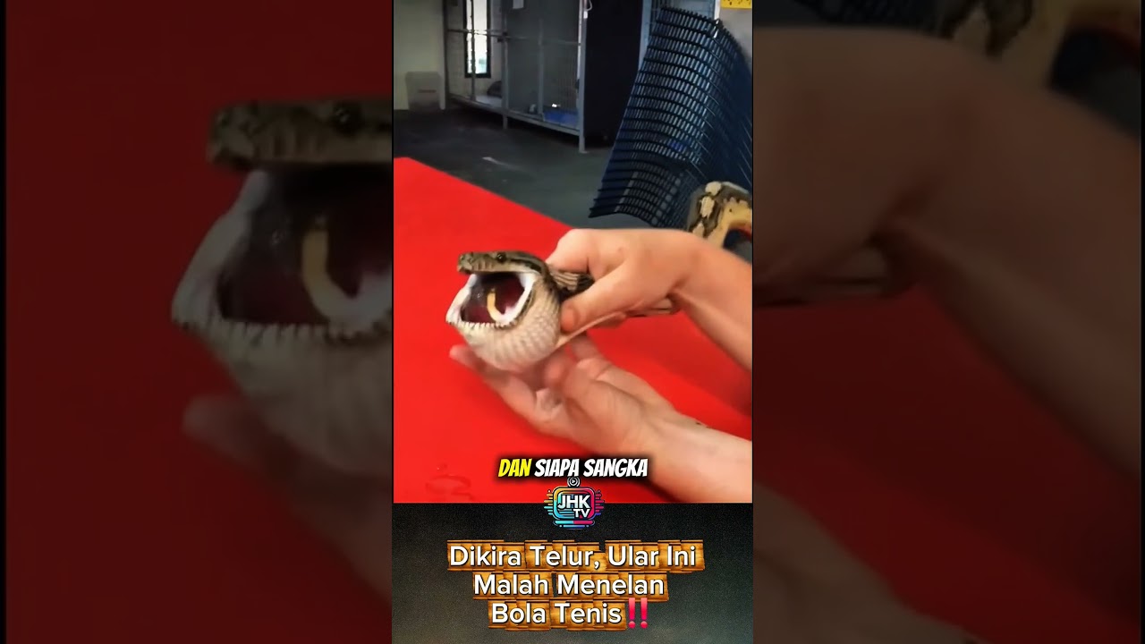 Dikira Telur, Ular IniMalah Menelan Bola Tenis‼️ 