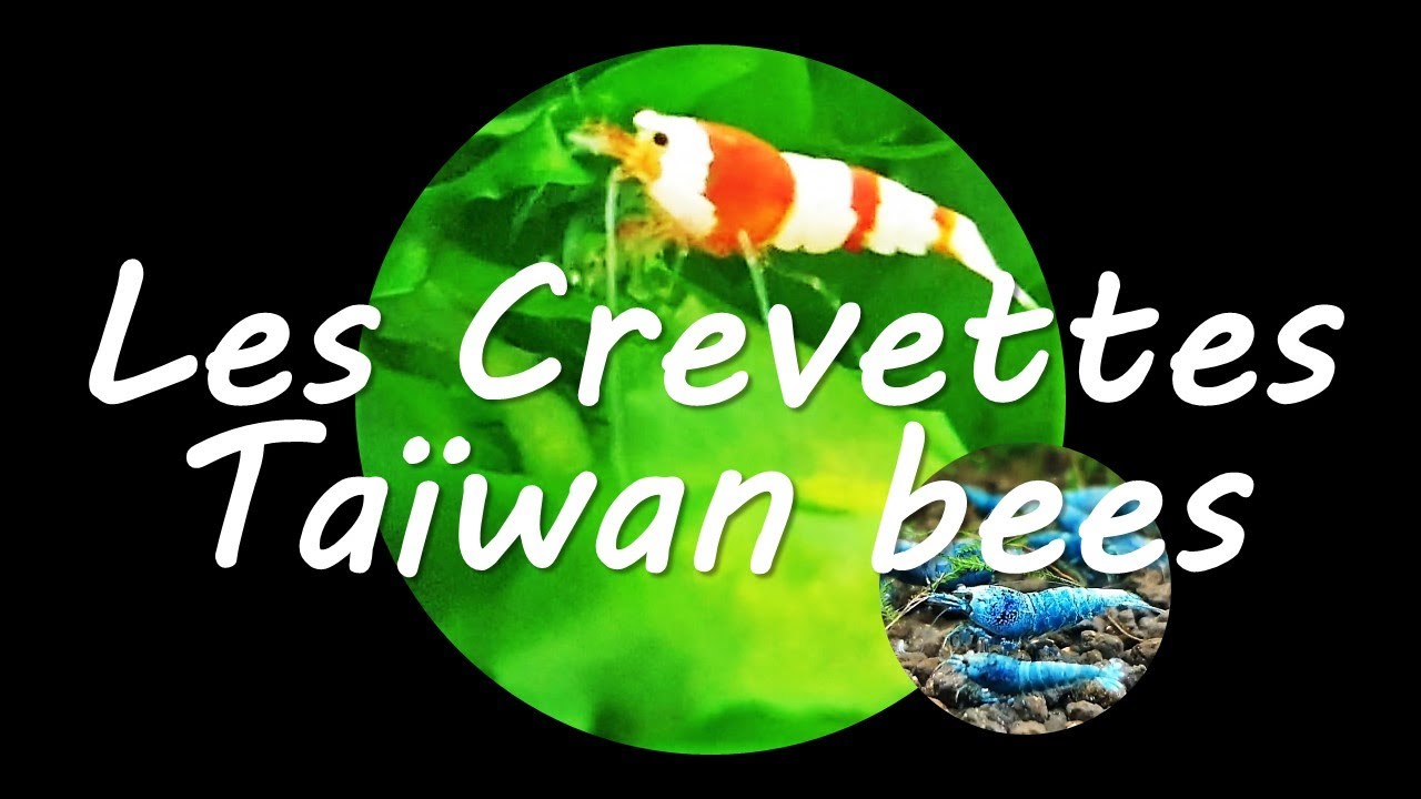 Les Crevettes abeilles de Taïwan (Caridina cantonensis taiwan bee) 🦠🦠🦠