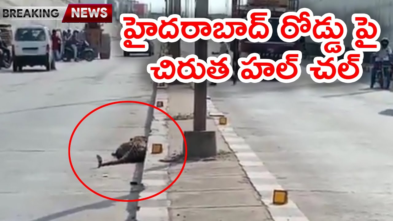Leopard on Road looking some Injuries Hyderabad Kattedan Road