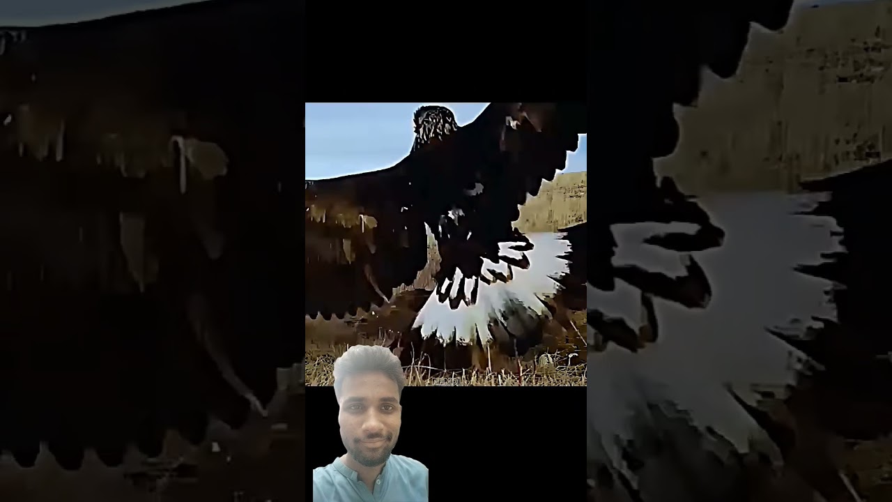 This Fox's Instincts Outsmarted the Eagle! #trending #animals #wildlife#youtubeshorts