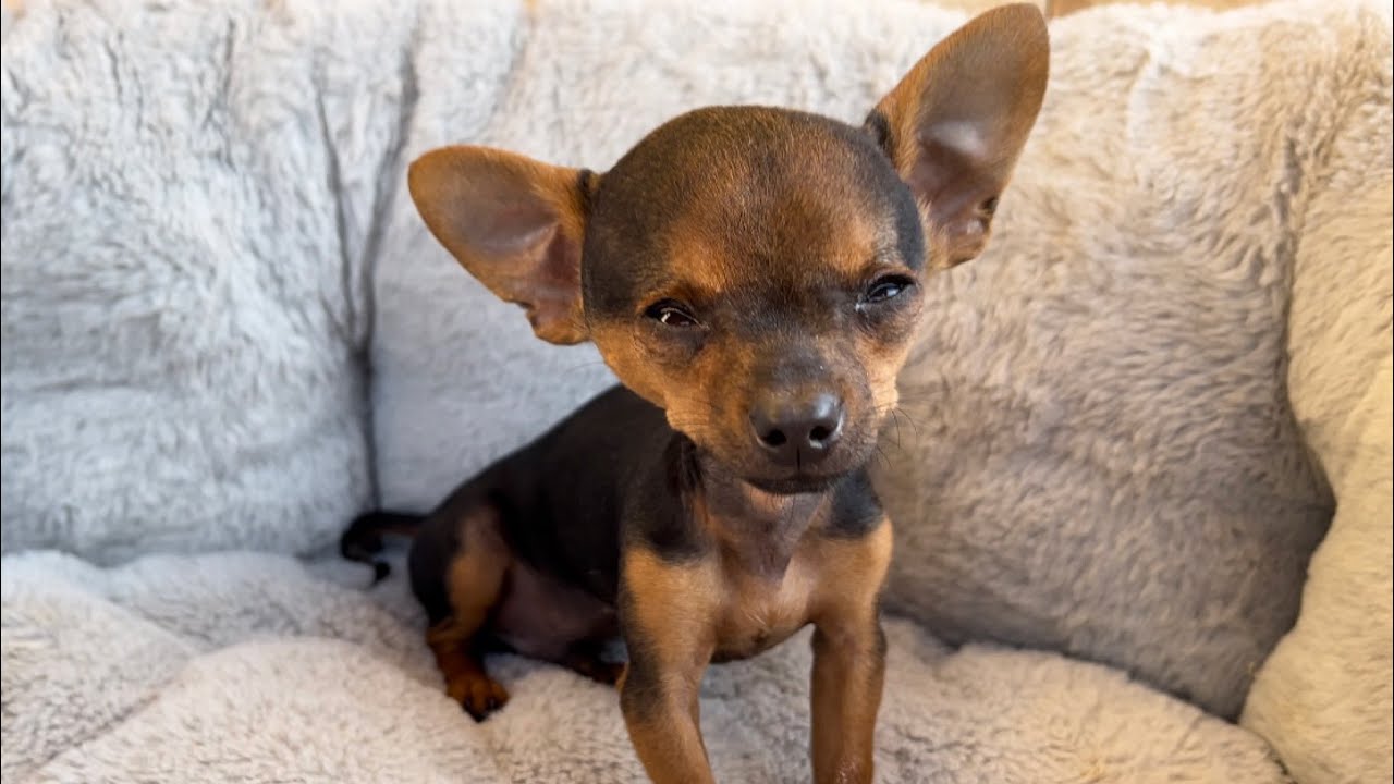 ATACARAM O PILILIU, ALGO DE MUITO ESTRANHO ESTÁ ACONTECENDO NA CASA DO TIRINGA | PINSCHER FILHOTES