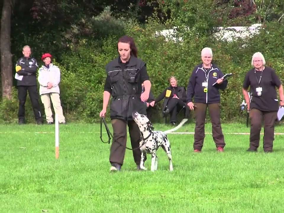 DCH Sæby - DM2013 - Vinder af C-klassen - Simone Holdensgaard med Flec (bringsel)