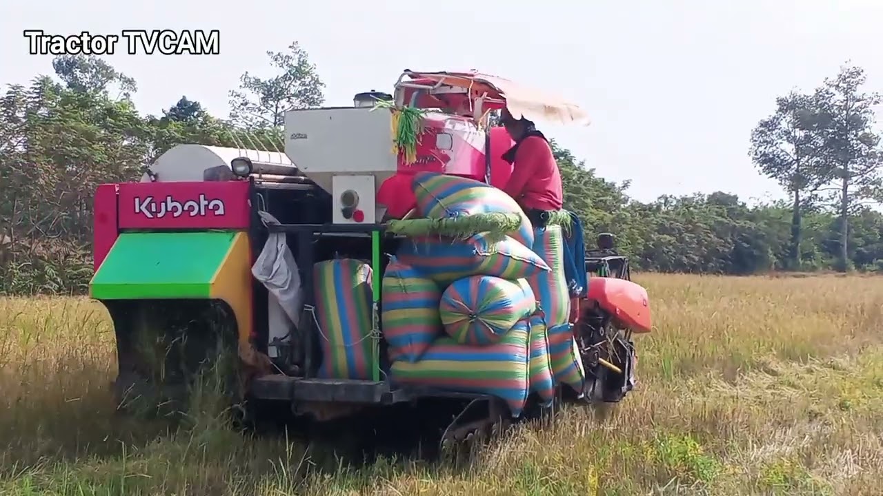 Look This! Kubota Pink Color DC 70Pro Harvesting Rice Fast!