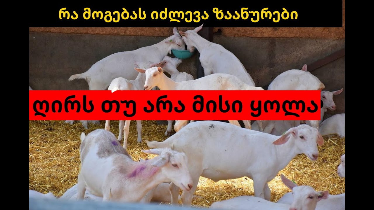 რა ჯდება შენახვა და რა მოგებას იძლევა ზაანურის თხები....