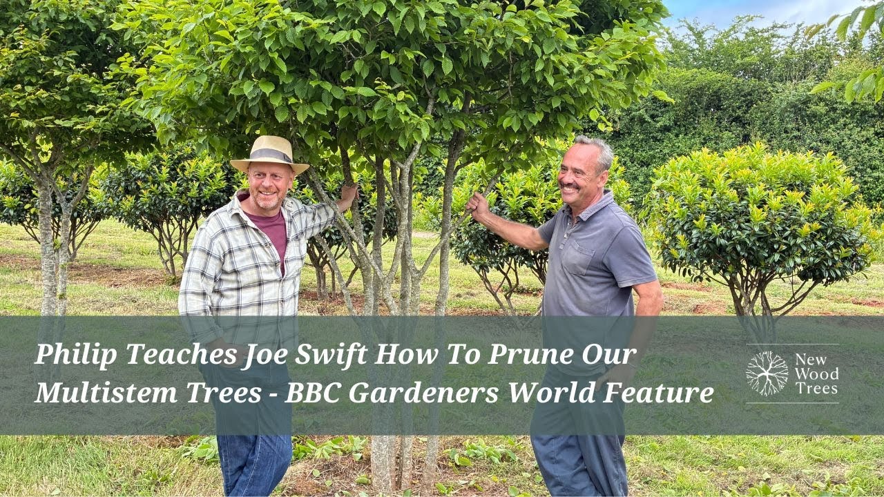 Our Nursery Featured on BBC Gardeners’ World: How We Prune Our Multi-stem Trees