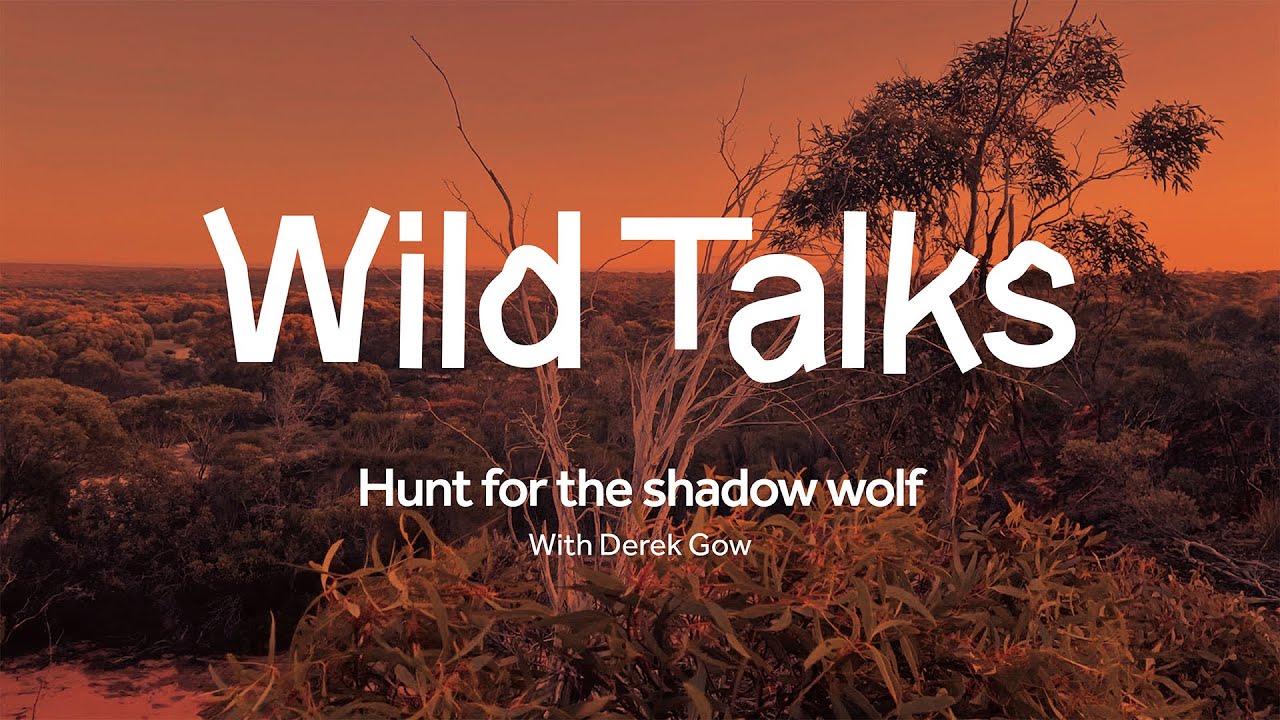 Wild Talks | Hunt for the Shadow Wolf with Derek Gow | Manchester Museum