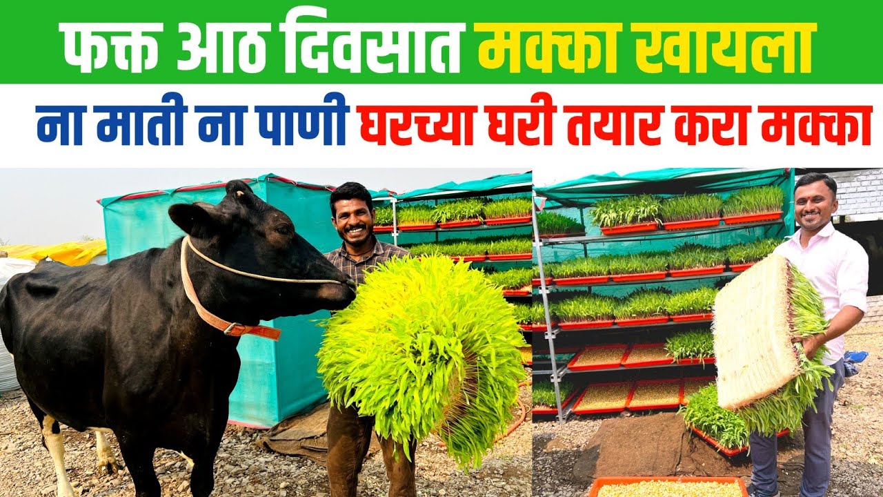 हायड्रोपोनिक चारा निर्मिती | Hydroponic farming marathi | fodder farming | Hydroponic Chara |