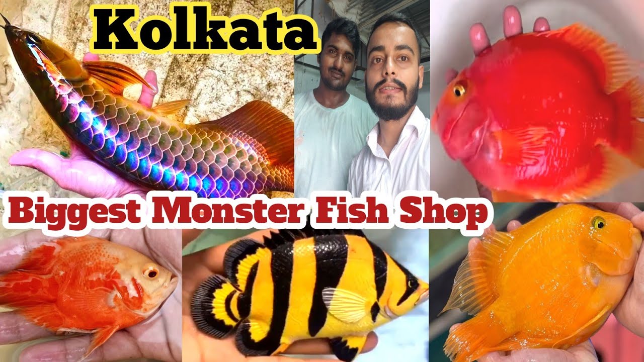 River Monster Fish 😳 | Monster Fish Price | Predator Fish | India🇮🇳