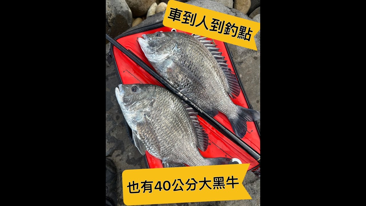 [磯釣]40公分肥黑牛 就在這種車到人到路邊釣點就有了 #fishing #gamakatsu #磯釣り #shimano #daiwa