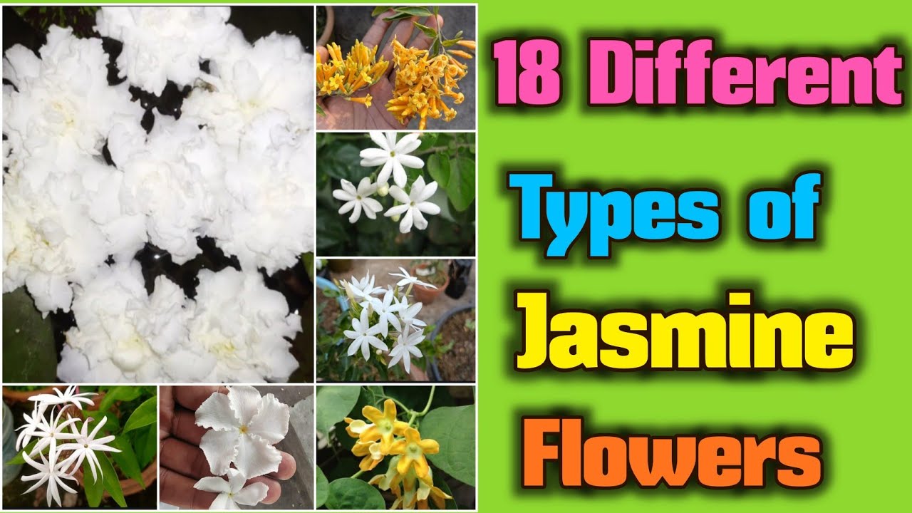 18 Types of Jasmine flowers for Fragrance and beautiful garden