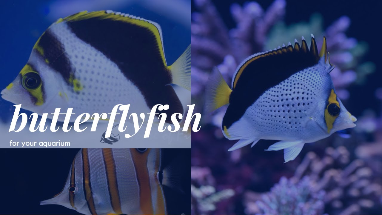 Butterflyfish for Your Aquarium! Featuring the Tinkeri Butterflyfish!