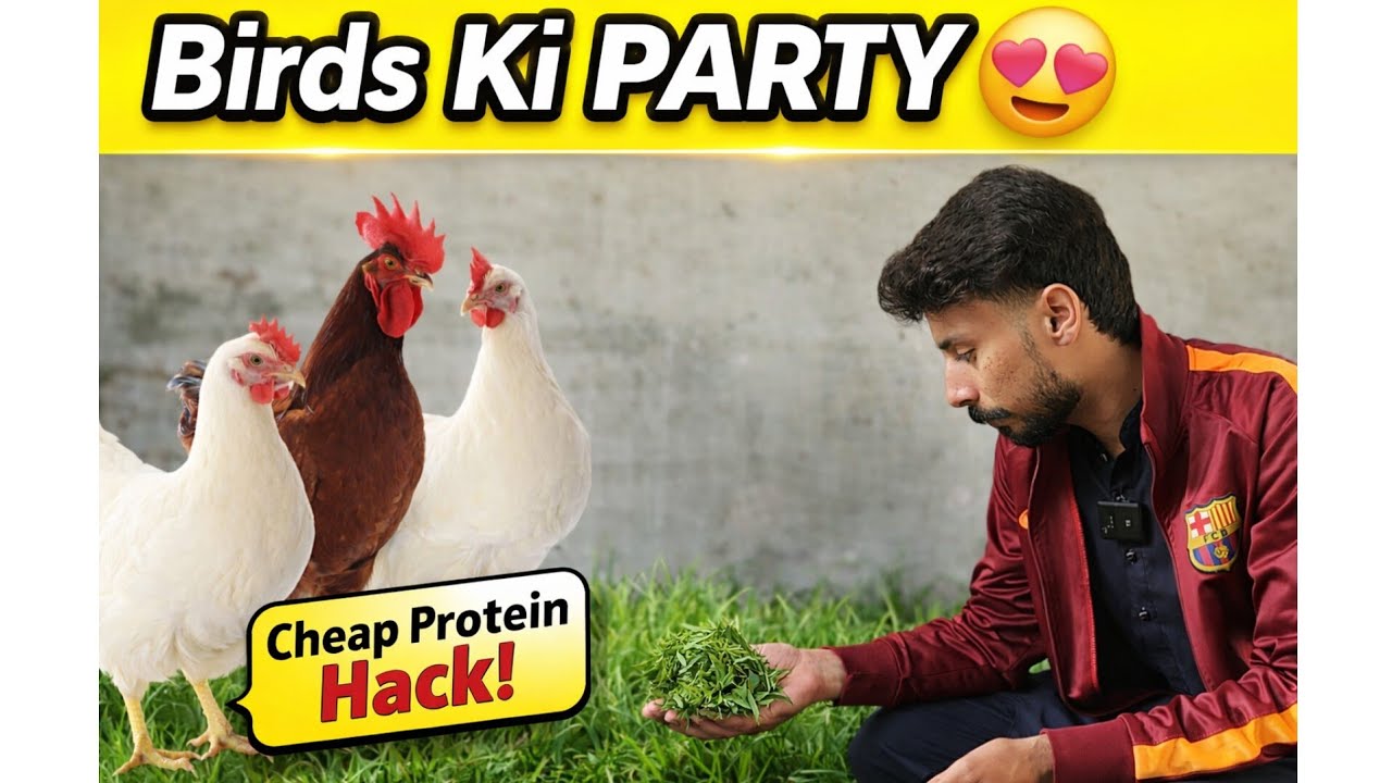Aaj Birds Ki Party Kara Di 😍 | Green Grass for Hens & Chicks | Low Cost Protein Vlog
