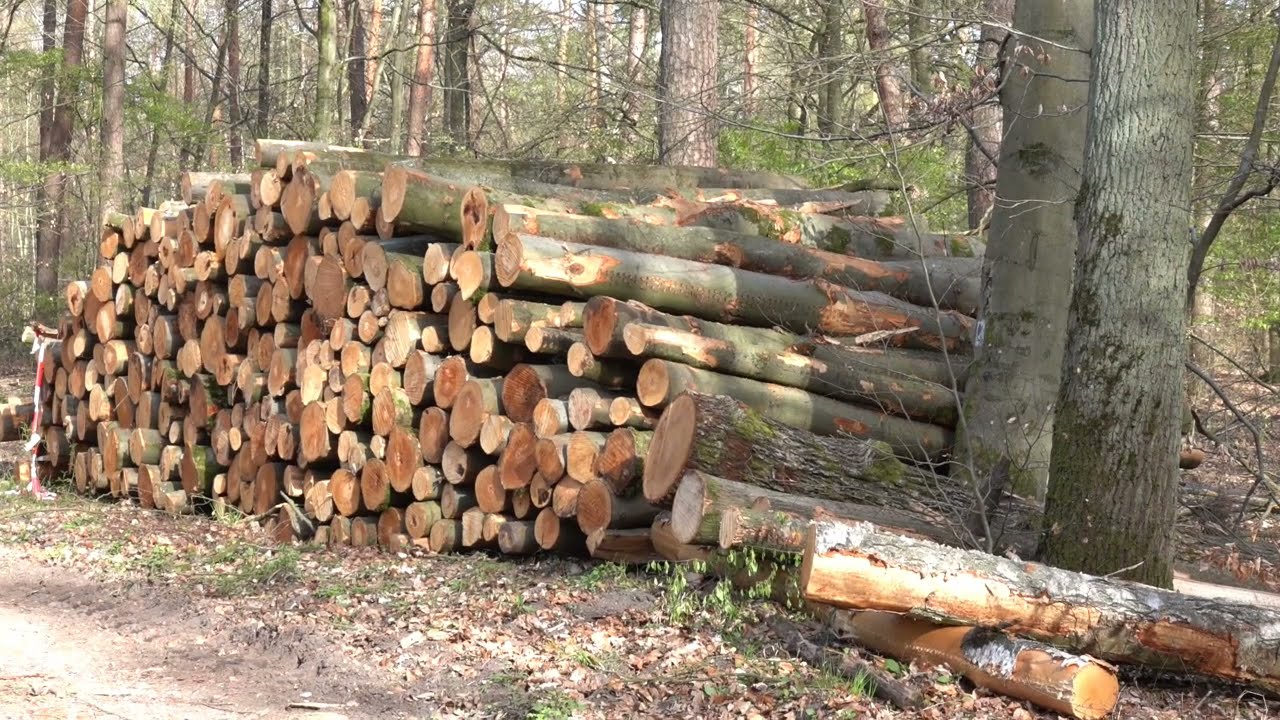 Apr 2021  Vogelschutzgebiet Staatswald Viernheim - Forstarbeiten mit 15m R&uuml;ckegassenabstand